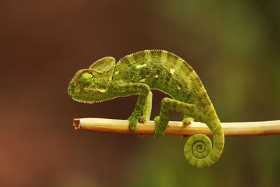 Close-up of a reptile against the sky