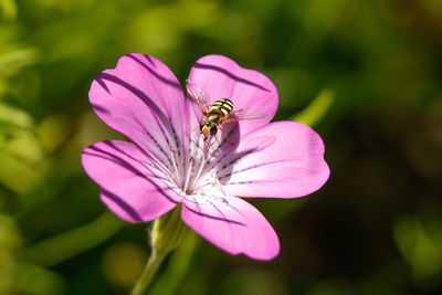 Close-up of insect on pink flower