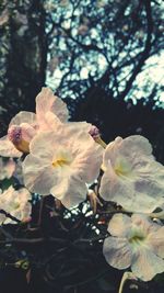 Close-up of fresh flower tree