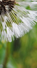 Close-up of water drops on tree