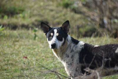 Portrait of dog on field