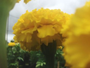 Close-up of yellow flowers blooming against sky