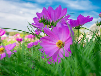 Close-up of pink cosmos flowers on field