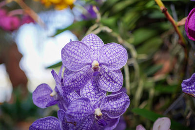 Close-up of purple flowering plant