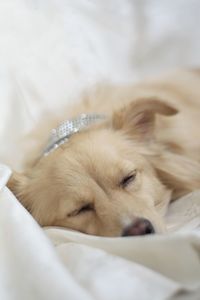 Close-up of dog sleeping on bed