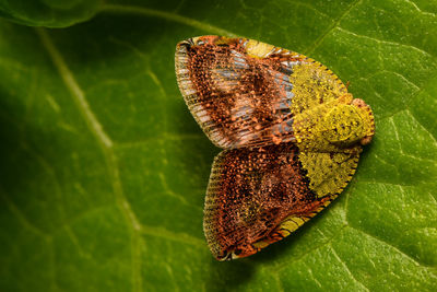 Close-up of butterfly on leaves