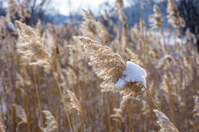 Close-up of snow on field during winter