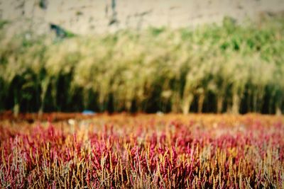 Plants growing on field