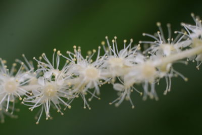 Close-up of white flowers