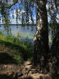 Trees by lake in forest