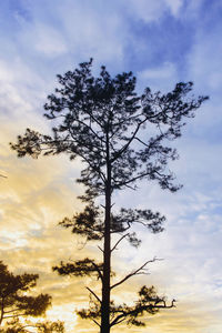 Low angle view of silhouette tree against sky during sunset