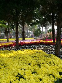 Yellow flowers blooming by trees