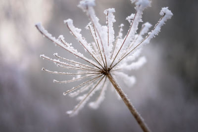 Close-up of wildflower