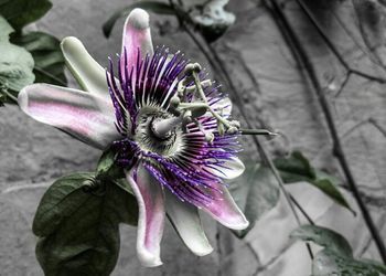 Close-up of purple flower blooming outdoors