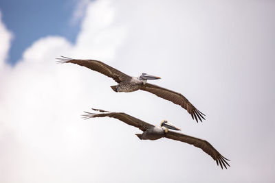 Brown pelican bird pelecanus occidentalis flying and swimming around barefoot beach 