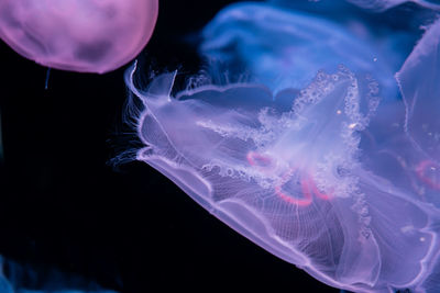 Close-up of jellyfish swimming in sea