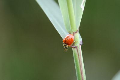 Close-up of ladybug