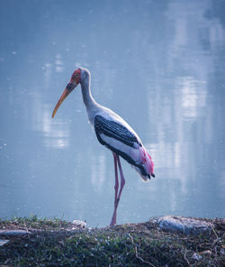 Side view of a bird on a land