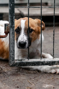 Stray dog in animal shelter waiting for adoption. homeless dog in the shelter. 