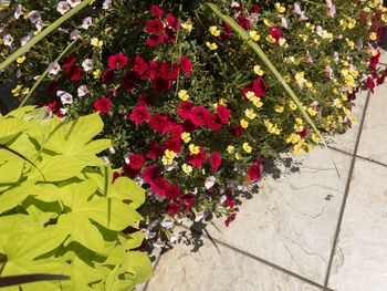 High angle view of flowers blooming outdoors