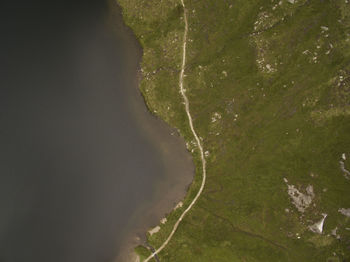 High angle view of plant on land