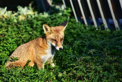 Portrait of cat on field