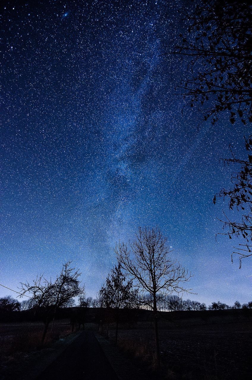 LOW ANGLE VIEW OF TREES AGAINST SKY