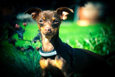 Portrait of dog looking away on field