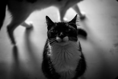 Portrait of cat sitting on floor