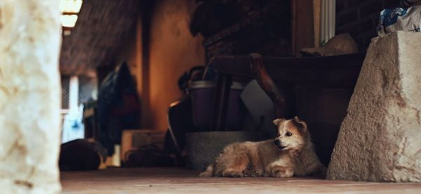 Portrait of dog sitting on floor