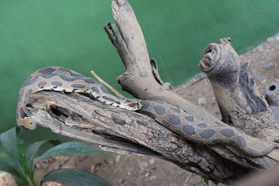 Close-up of a lizard on tree