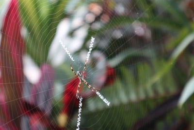 Close-up of spider on web