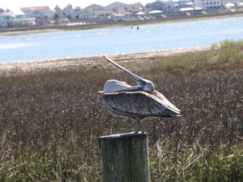 Bird perching on wooden post in sea