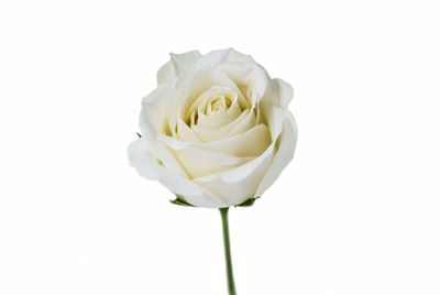 Close-up of rose against white background