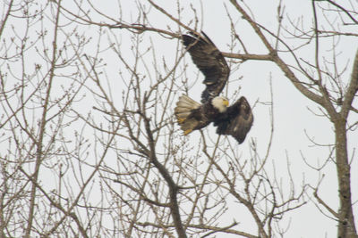 Low angle view of birds perching on branch