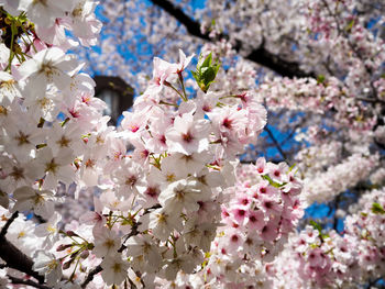 Close-up of fresh pink flowers blooming on tree