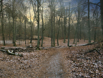 Bare trees in forest