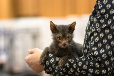 Close-up portrait of cat with kitten at home