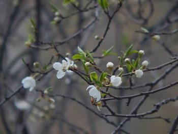 Close-up of white flowers blooming on tree