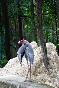 Photos of crane cleaning feathers in zoo