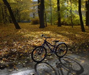 Bicycle parked by tree in forest during autumn