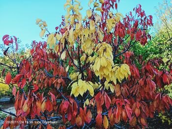 Close-up of autumnal leaves against blurred background