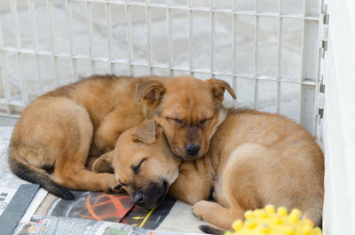 Close-up of puppy sleeping