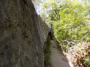 Narrow footpath along trees