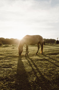 Horses grazing on field against sky