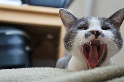 Close-up of cat yawning