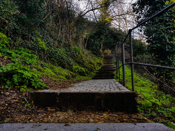 Footbridge in forest