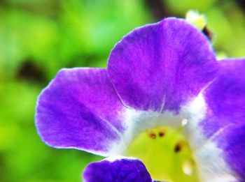 Close-up of purple flowering plant