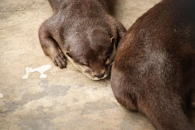 High angle view of puppy sleeping outdoors