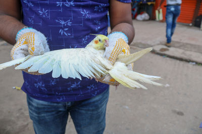 Midsection of man holding bird